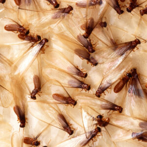 Alates de termitas o termitas aladas