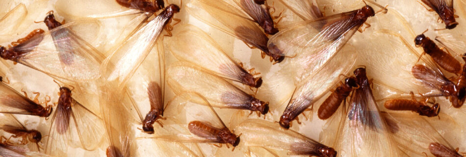 Alates de termitas o termitas aladas