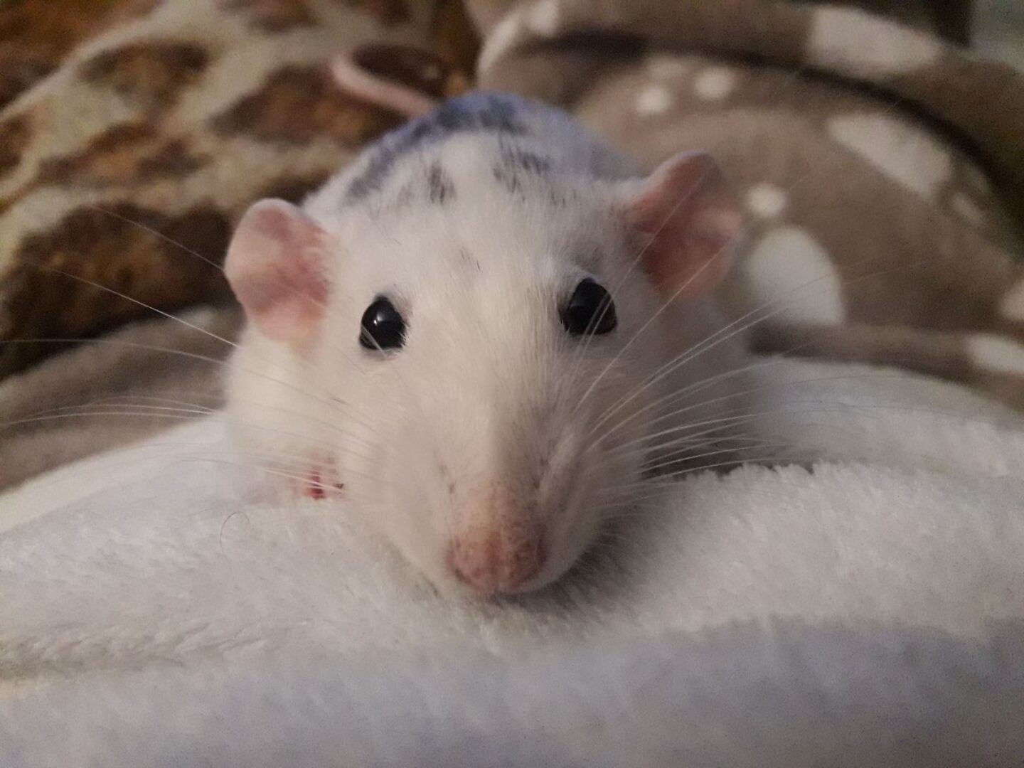 Las ratas pueden ser unas de las mejores mascotas