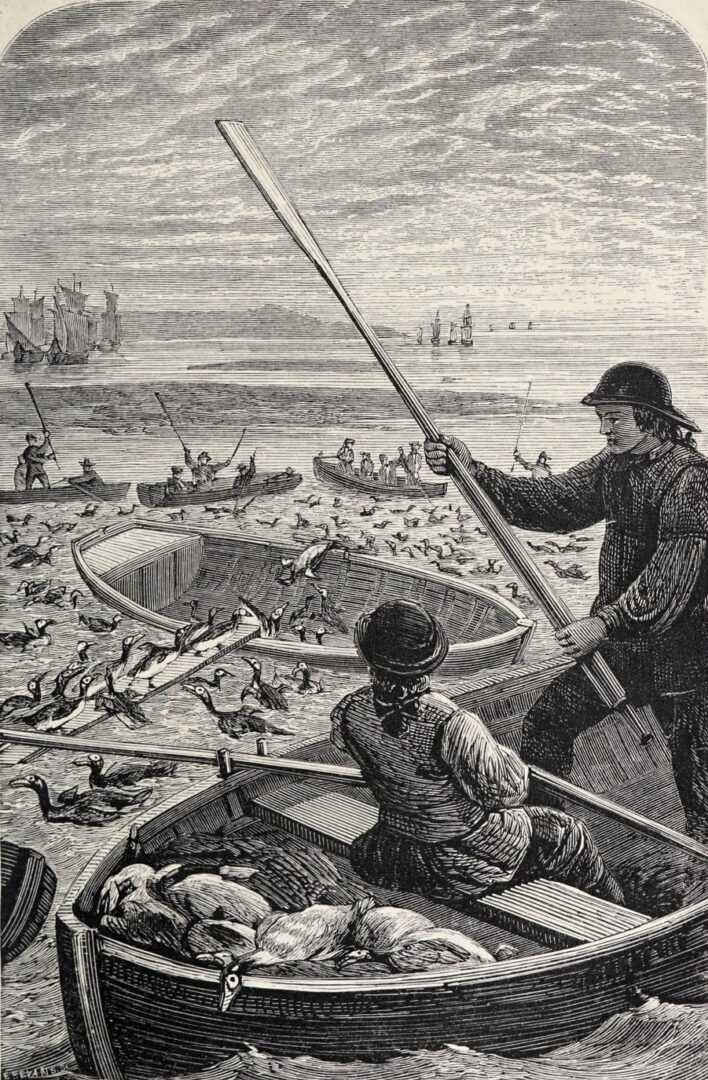 Ilustración de 1880, con pescadores subiendo a las alcas gigantes con rampas en las costas de Terranova. 