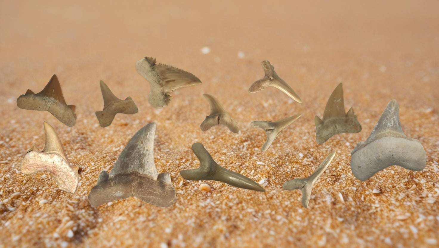 Dientes de tiburón fósiles Marruecos