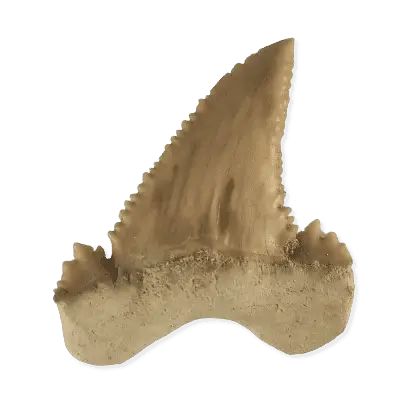 Paleocarcharodon orientalis