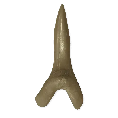 Scapanorhinchus rapax