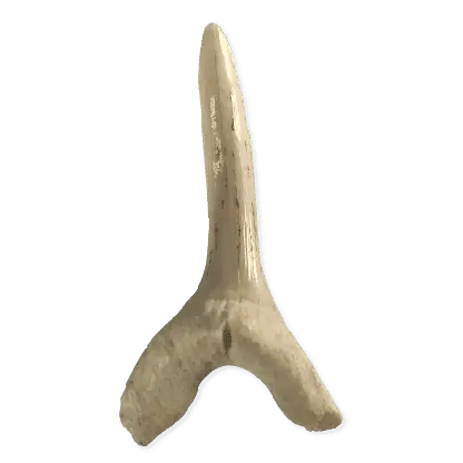 Scapanorhinchus raphiodon