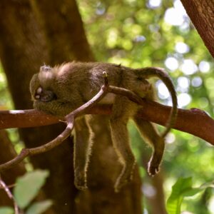 Monito durmiendo para mejorar su creatividad