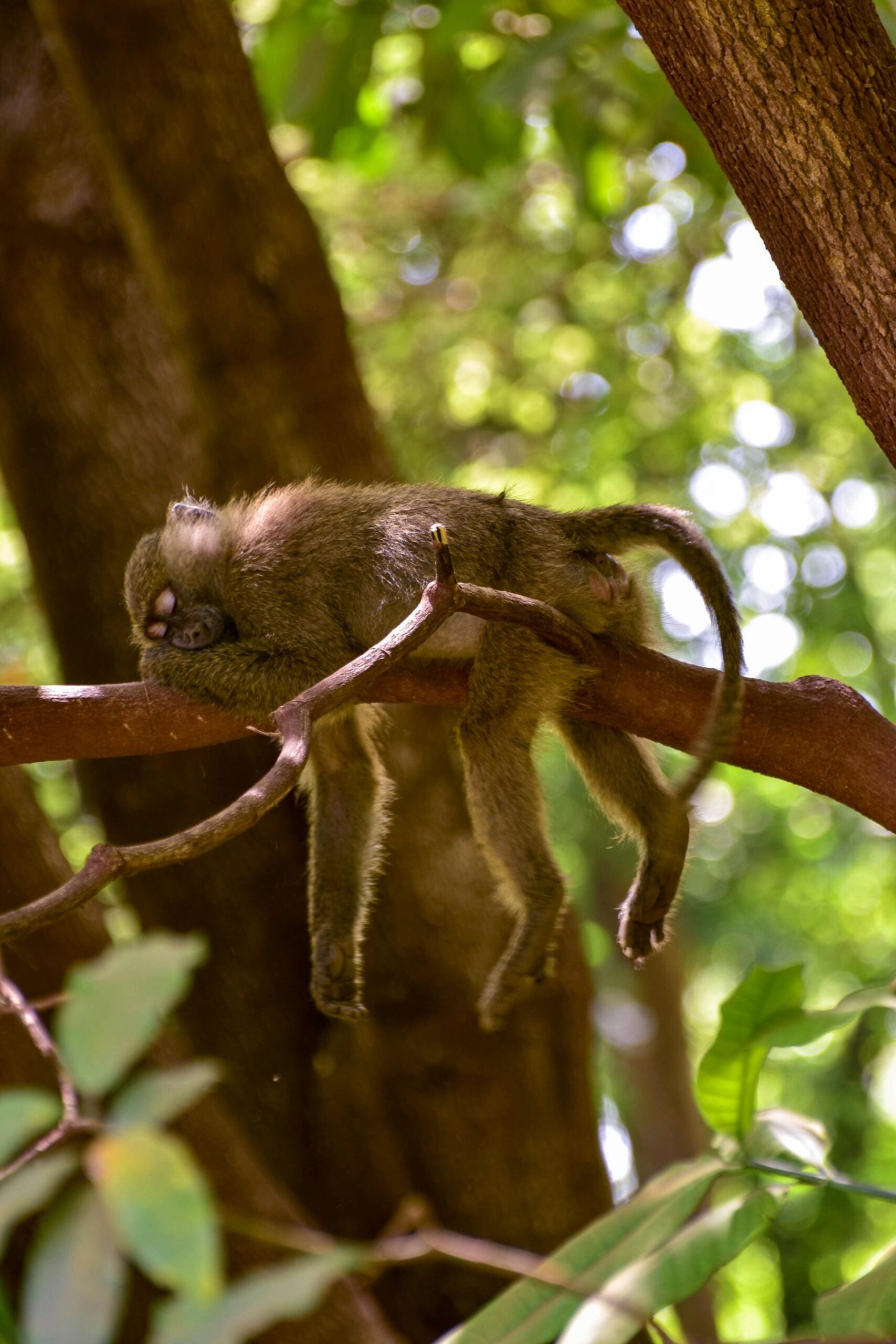 Monito durmiendo para mejorar su creatividad