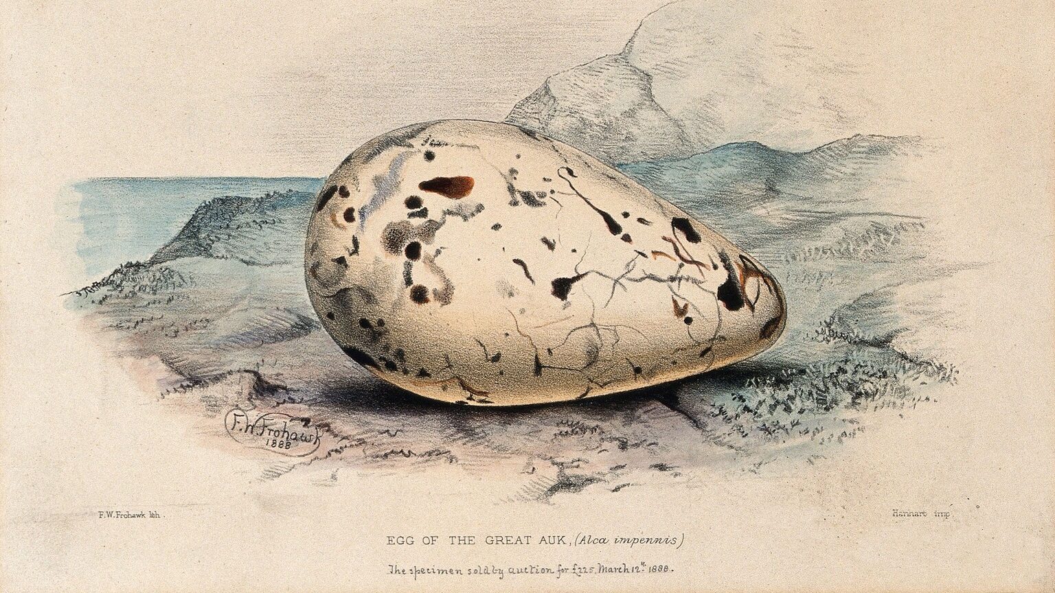Ilustración de época de un huevo de alca gigante. Este huevo se vendió en subasta por 22,5 libras, el 12 de marzo de 1888.