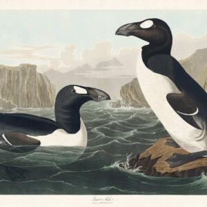 Pareja de alca gigante