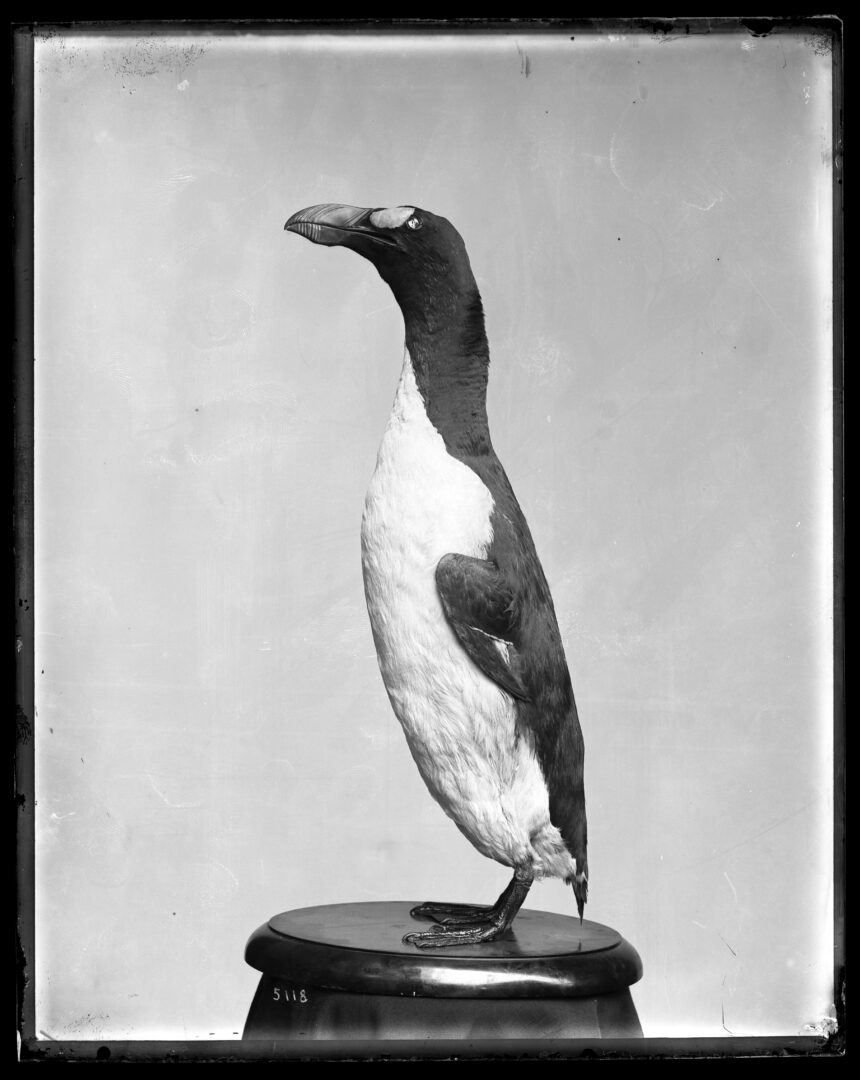 Modelo montado de un alca gigante, preparado para museo, capturado en Eldey en junio de 1834.
 Original public domain image from Smithsonian