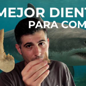 Paleocarcharodon orientalis portada