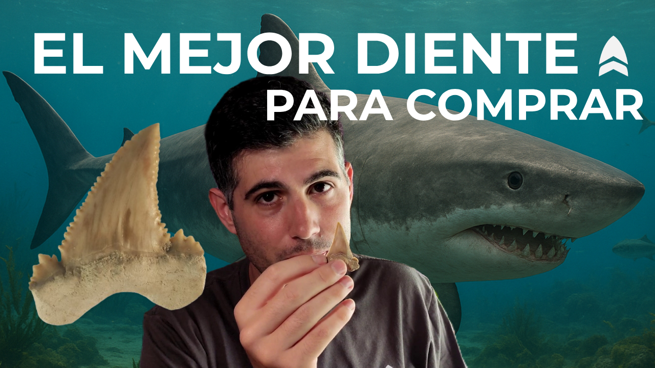 Paleocarcharodon orientalis portada