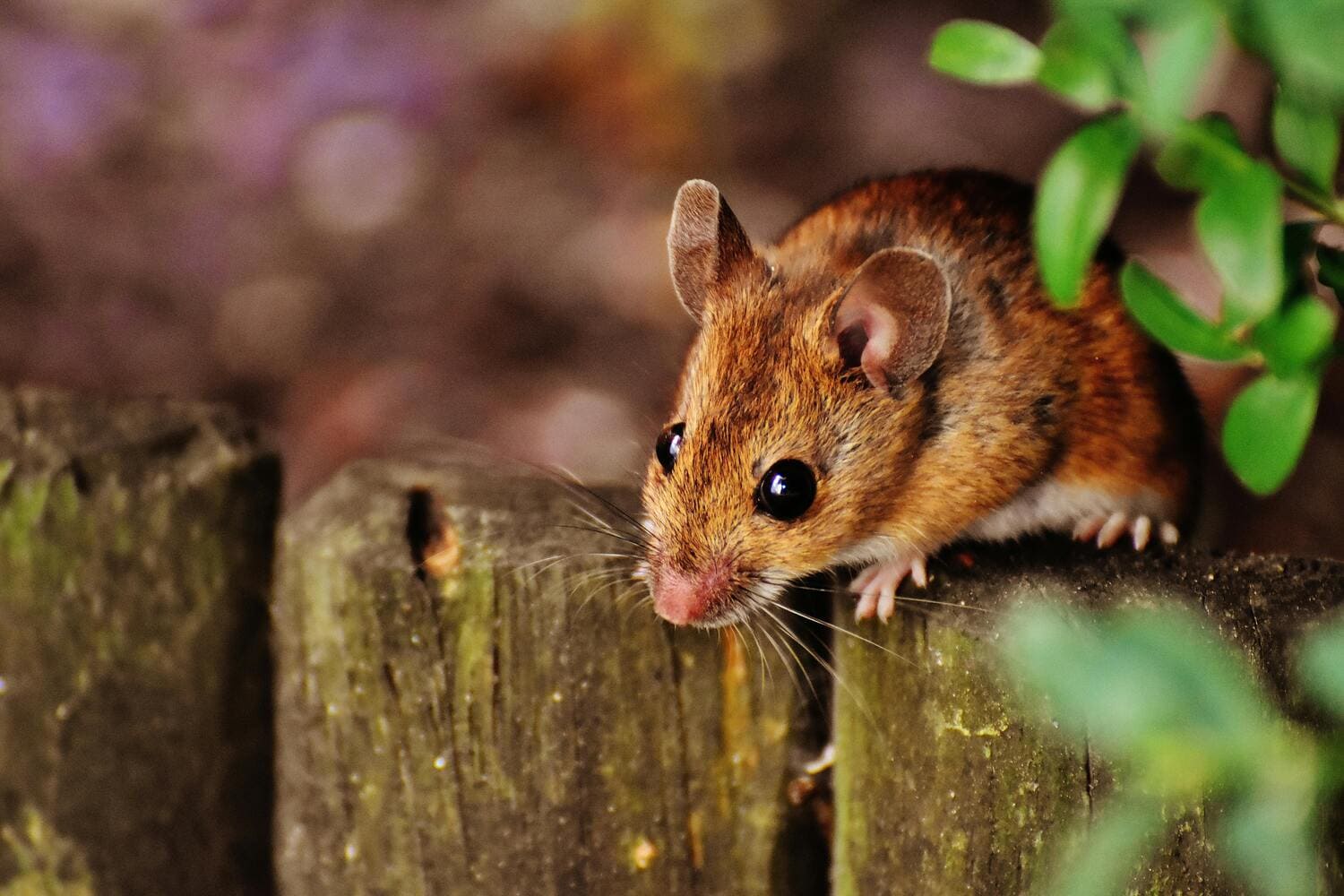 Los ratones de campo son menos creativos que los de ciudad.